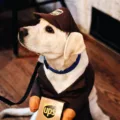 What Are the Benefits of UPS MyChoice? 10 ups