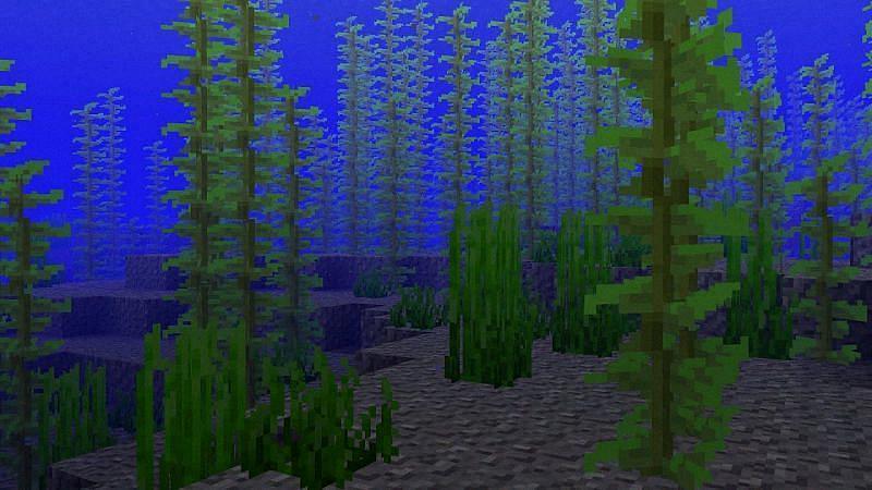 minecraft does kelp need light minecraft does kelp need light