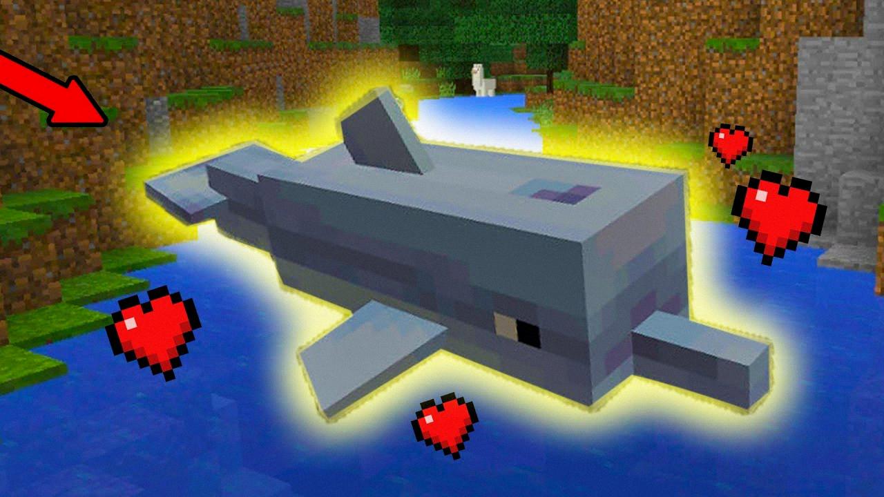 what do dolphins eat in minecraft what do dolphins eat in minecraft