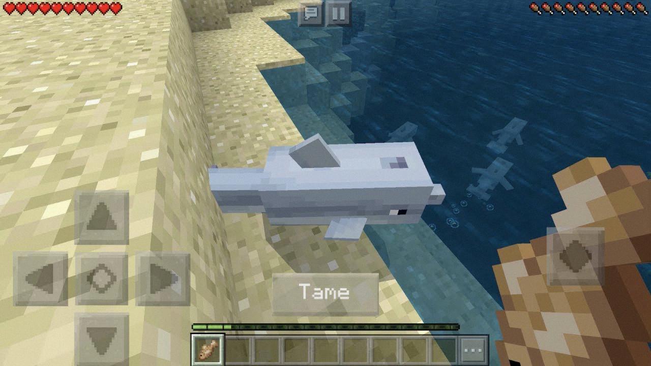 what do dolphins eat in minecraft what do dolphins eat in minecraft