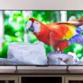 The Pros and Cons of Hisense TVs 13 The Pros and Cons of Hisense TVs 12
