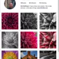 Unlock the Power of Instagram on Safari 11
