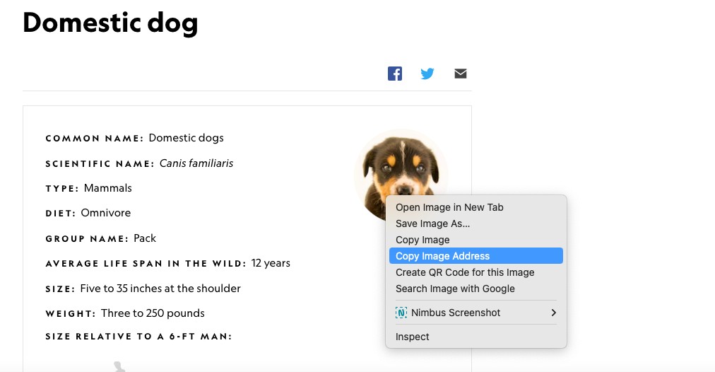 How To Copy Image Address On Mac 5